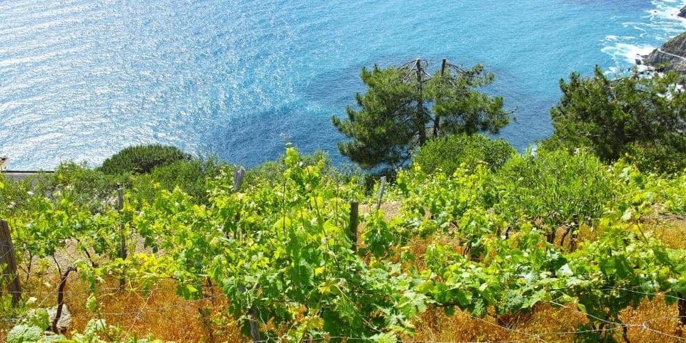 Wine and Oil Route from the Alpes to the sea Wine and Oil Route from the Alpes to the sea