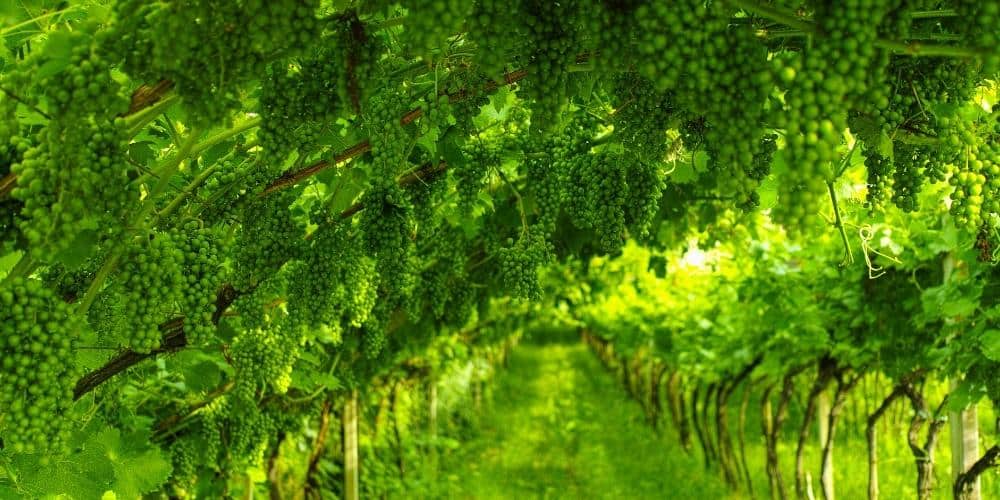 Wine Route of Trentino-Alto Adige Wine Route of Trentino-Alto Adige