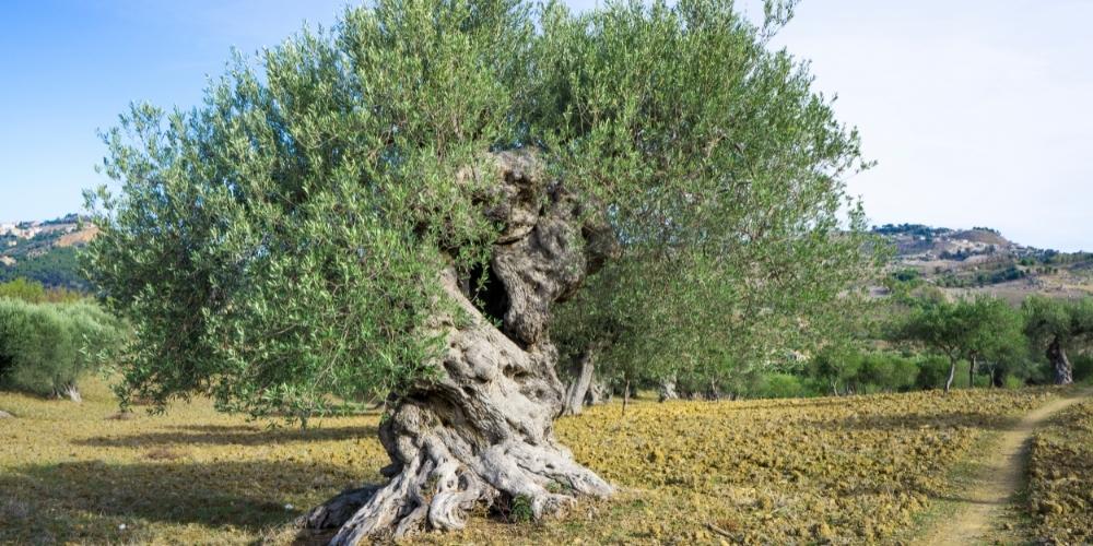 Cilento Oil Cilento Oil